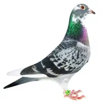 استعلام پلاک مقام گرفتنی ایران عراق عربستان