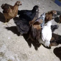 جوجه