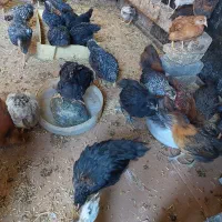 جوجه خروس ومرغ معمولی وپیلموت