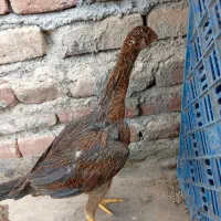 ۴تا جوجه لاری اصل