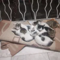 گربه نرو ماده