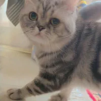 گربه