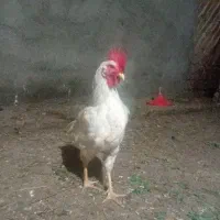 خوروس|حیوانات مزرعه|کاغذکنان, |دیوار