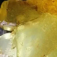 صمغ درخت (سنگ کهربا)