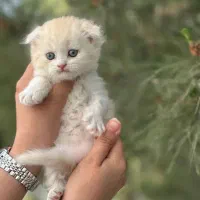اسکاتیش