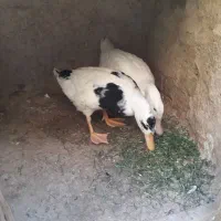 اردک ۴ماهه