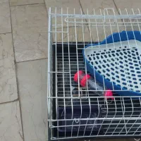 قفس خرگوش با تمام لوازم