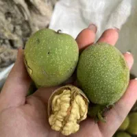گردوی دماوند