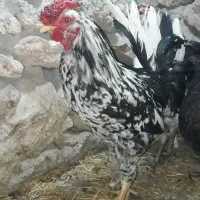 فروش ۷ عدد خروس گلین هزار تاج