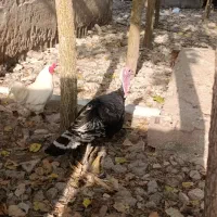 بوقلمون