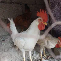 خروس و مرغ