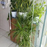 مغازه اصلی معین زاده