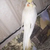 جوجه عروس ماده