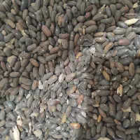 بذر لوبیا فرنگی هلندی و سمین