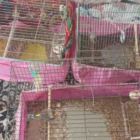 سهره قناری.دو عدد جوجه سهره کردسنان