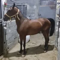 مادیان فروشی شکم خالی