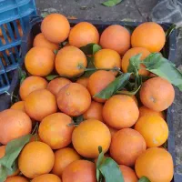 20تن پرتقال خونی تازه چین