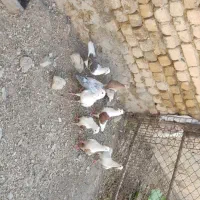 کبوتر