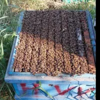 زنبور عسل 10 با کندوش
