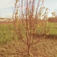 نهال و درخت درختچه های 6وهفت ساله شاخه دار