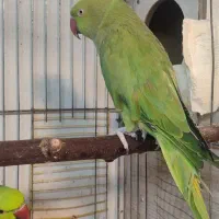 طوطی ملنگو ماده|پرنده|بروجرد, |دیوار