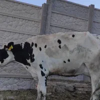 گاو و گوساله