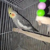 عروس هلندی نر و ماده