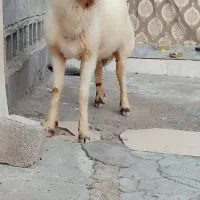 سوسنگرد