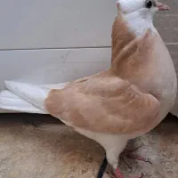 کبوتر