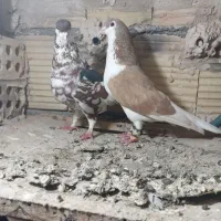 کفتر