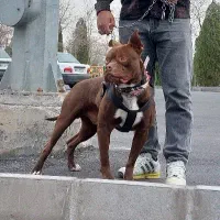 پیتبول. جهت کشش