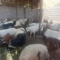 گوسفند محلی