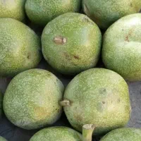 گردوی کاغذی درشت با مغز سفید و پر