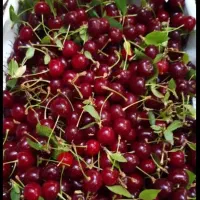 آلبالو محلی درجه یک درشت