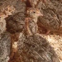 جوجه بلدرچین تخم نطفه دار