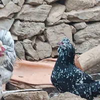 تخم مرغ گلین کیفیت بالا