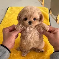 توله سگ بلوگنس .پودل.هاوانیز