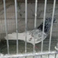 کفتر
