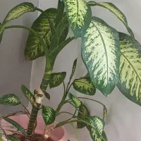 گل وگیاه|گل و گیاه طبیعی|سنندج, |دیوار