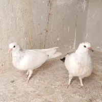 کبوتر جوجه شمرونی،اصیل پرشی