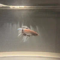 فایتر و لابستر