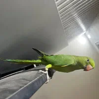 جوجه ملنگو ۹۰ روزه چلوندنی و رام