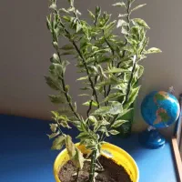 حراج گل|گل و گیاه طبیعی|ارومیه, |دیوار