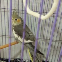 سه عدد عروس هلندی