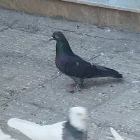 کبوتر طوقی