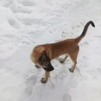 توله ماده سرابی