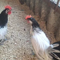 سه تا خروس لکوندر