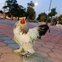 خروس برهما لایت