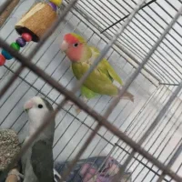 جفت طوطی برزیلی مولد