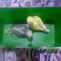 جوجه مرغ عشق